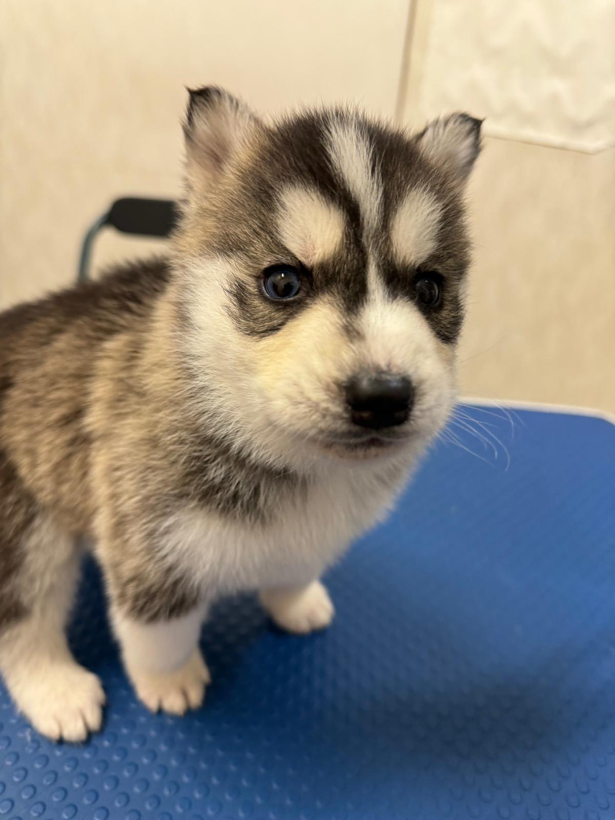 Pomeranian în salon