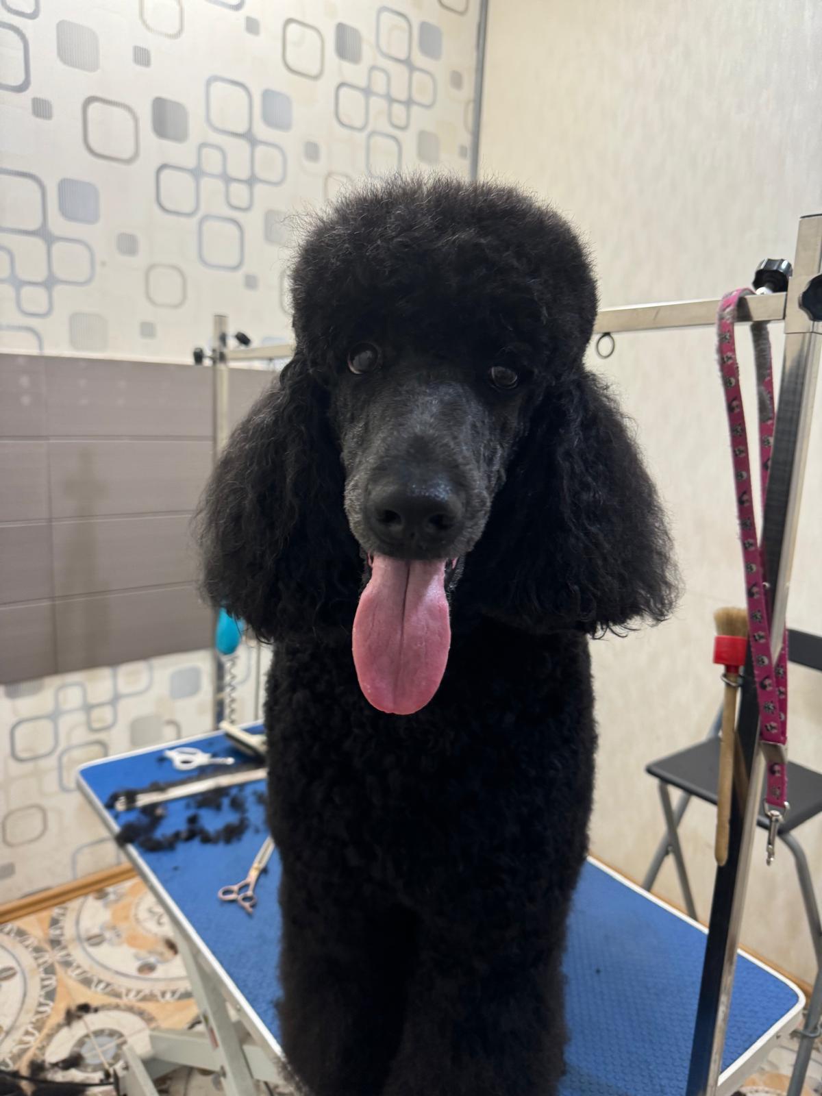 Pudel îngrijit în salonul Royal Pet Spa
