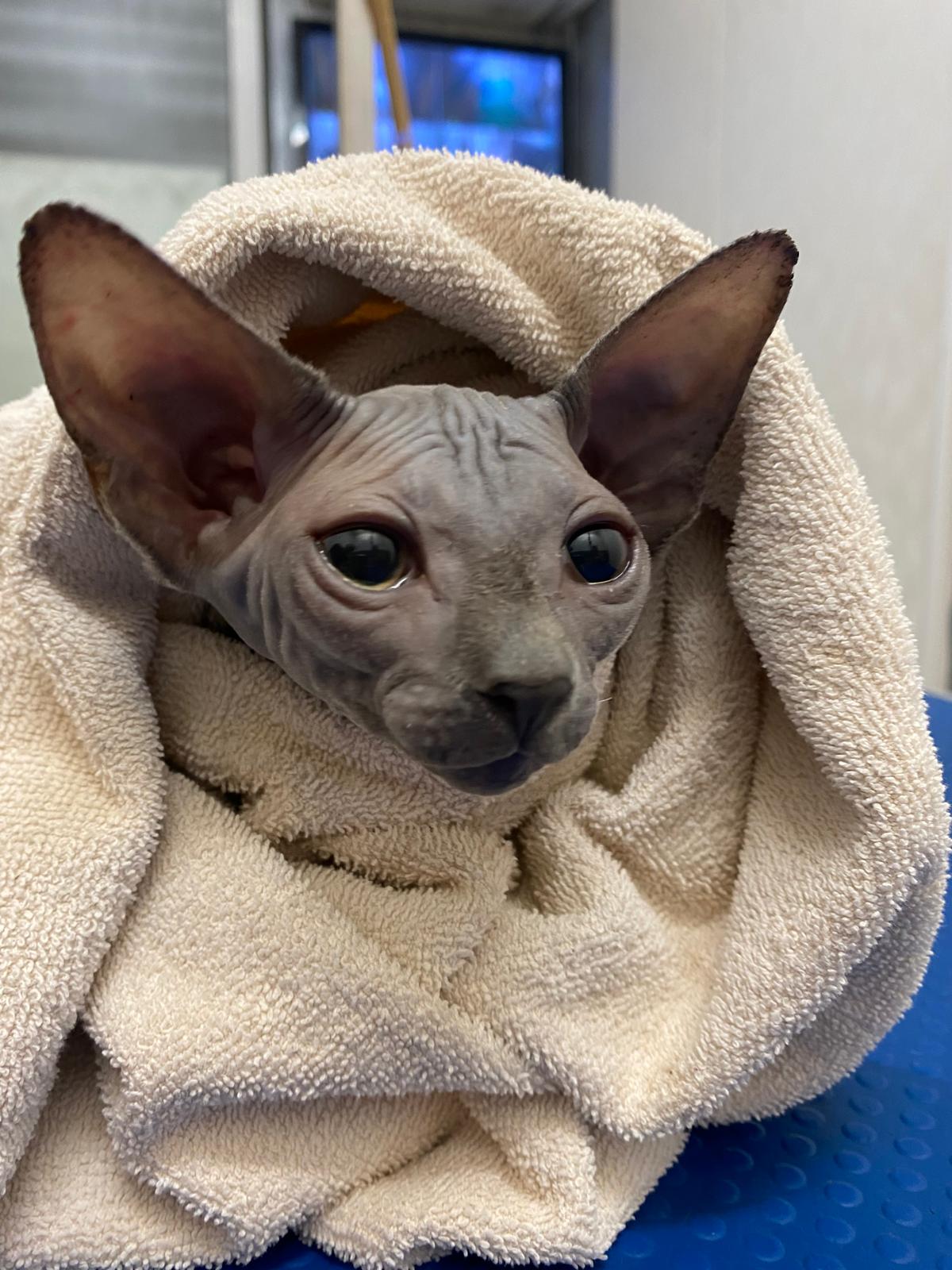 Pisică pentru servicii de cosmetică felină
